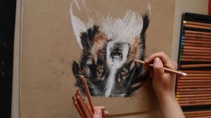 Pastel Drawing Australian Shepherd | Ronja Waldis