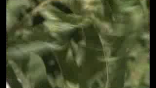 шафтолу смотреть онлайн