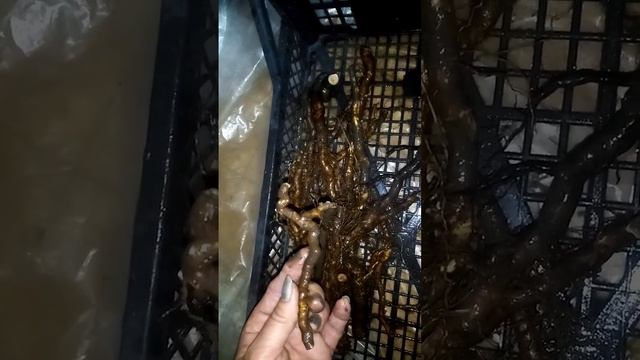 Корень ремонтантной ежевики на продажу. 89885191202 телефон для связи. смотреть онлайн