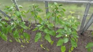 Выращивание перца в теплице