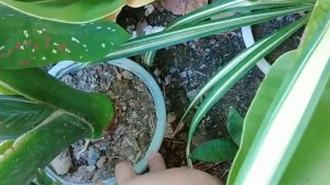 Alocasia Xanthosoma Variegata or Mickey Mouse Plant
