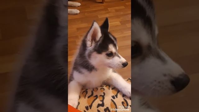 Щенки Помски Pomsky puppy