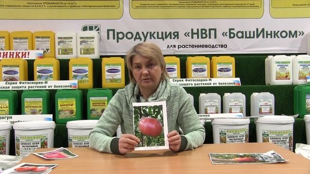 Видеоотзыв сорт "Розовый слон Храмушиной" смотреть онлайн