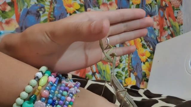 Богомоловые | Живой мир вместе с Ренатой смотреть онлайн