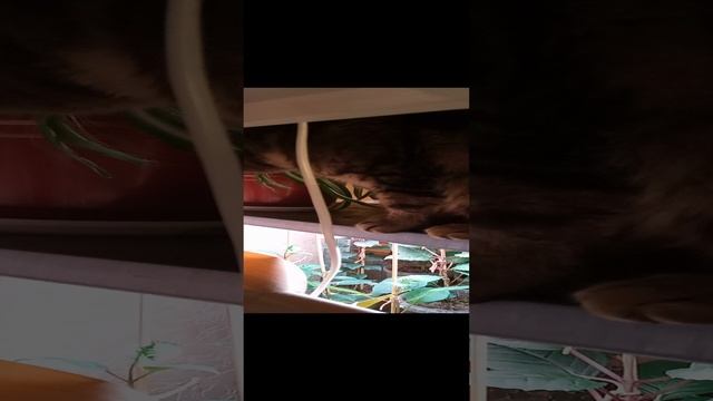 Хлорофитум- любимое лакомство кота