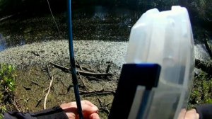 Рыбалка и прогулка, река Чёрная.