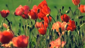 Вальс цветов в обработке для баяна