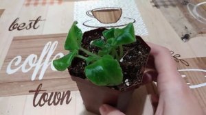 Детка фиалки ЛЕ-Зоряне Сяйво, пересадка.