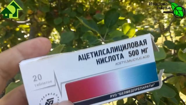 Скорая помощь. СПАСАЕМ ЯБЛОКИ, ГРУШИ и ВИНОГРАД от плодовой гнили. Как использовать аспирин в саду?