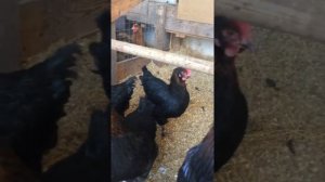 Куры породы маран чёрно-медный