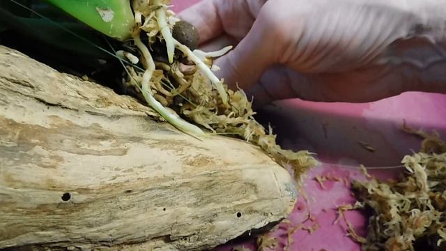 A mounting video - NoID Oncidium - wow check out the roots! смотреть онлайн