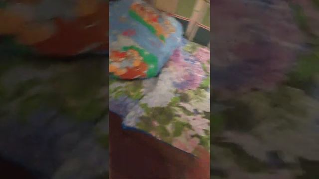 качели в доме, пуделям радость, две собачки весело 😋 смотреть онлайн