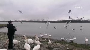 кто-нибудь подскажет рецепт приготовления лебедя