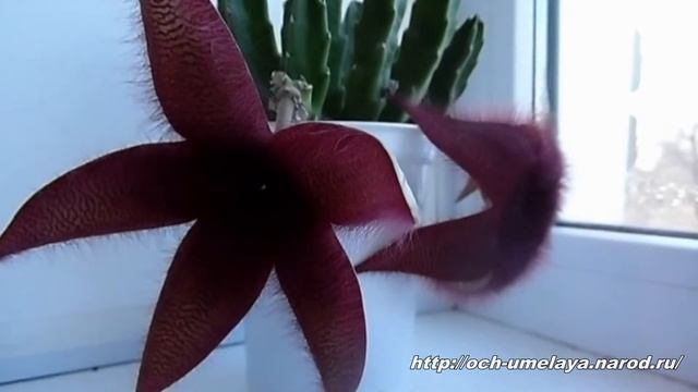 Рождение "Морской звезды" смотреть онлайн