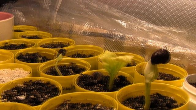 Як ростуть Баобаби і Цератонія. Процес пророщування Time Lapse смотреть онлайн