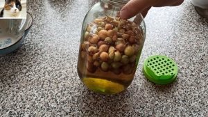 Как сажать лук Семейка весной в открытый грунт и когда