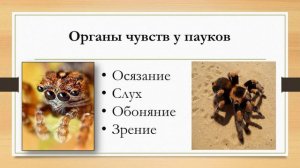 Биология. Класс Паукообразные