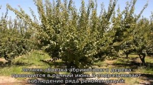 Обрезка абрикоса