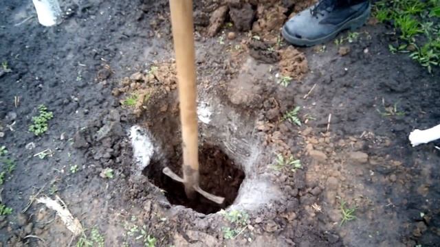 Как посадить куст смородины на даче