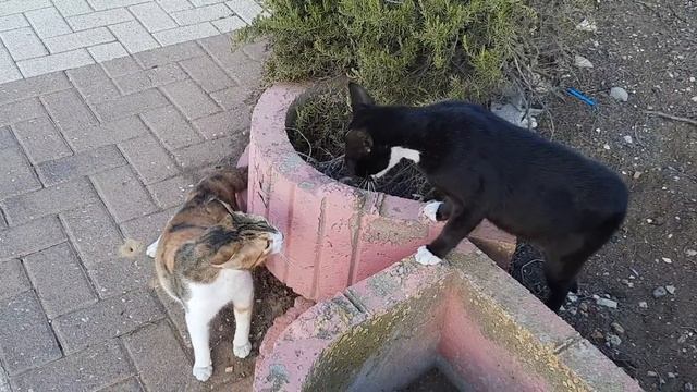 Крики, визги, вопли Адели с Томас. Томас струсила и ретировалась. Гиват аМоре, Афула, Израиль. смотреть онлайн