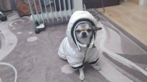 покупки для чихуашки