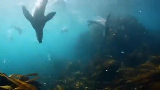 Бриллиантовая конференция 2021 | Кейптаун | Oriflame смотреть онлайн