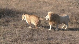 Лев подкатывает к львице#Тайган#львы#любовь