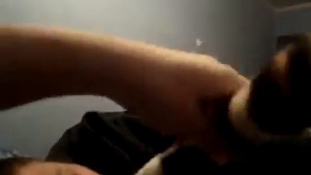 Задушил жопой тигра смотреть онлайн