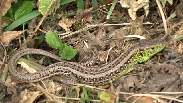 Прыткая ящерица. смотреть онлайн
