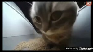 Чипи чипи чапа-чапа Зуби зуби зуба люлю песня 3 минуты