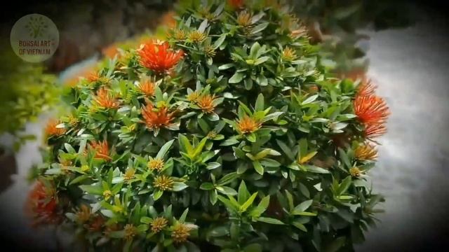 Covid 19 Stay Home and enjoy Ixora coccinea Bonsai смотреть онлайн
