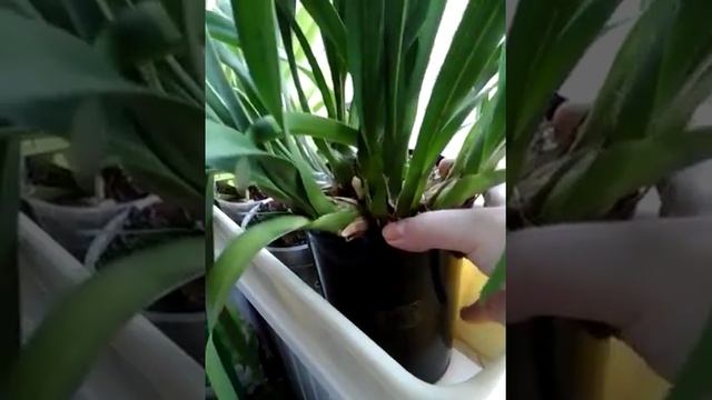 Cymbidium Sarah Jean "Ice Cascade"бутоны смотреть онлайн