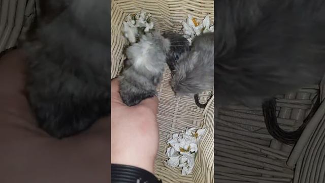 Шиншиллята только что родились!!! смотреть онлайн