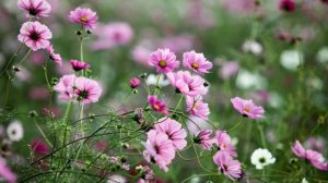 Самое радикальное средство от гордости. Священник Александр Ельчанинов.