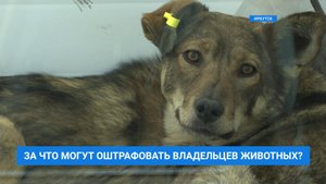 За что могут оштрафовать владельцев животных?
