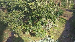 Эвкалипт. Что сделать из эвкалипта? Как лечится с помощью эвкалипта?