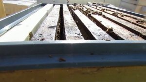 второе расширение 8 рамочного улья Кука   подстановка вощины и перестановка рамок