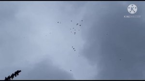 Николаевские голуби в городе Николаев