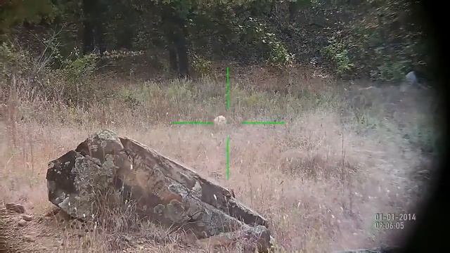Койот попался на мушку atn x-sight смотреть онлайн