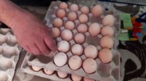 тестирование инкубатора "Идеальная наседка " или как вывести цыплят в инкубаторе. Цыплята-малыши