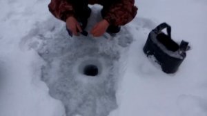 ставим уды на налима