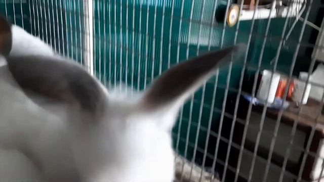 Слепой кролик прозрение! смотреть онлайн