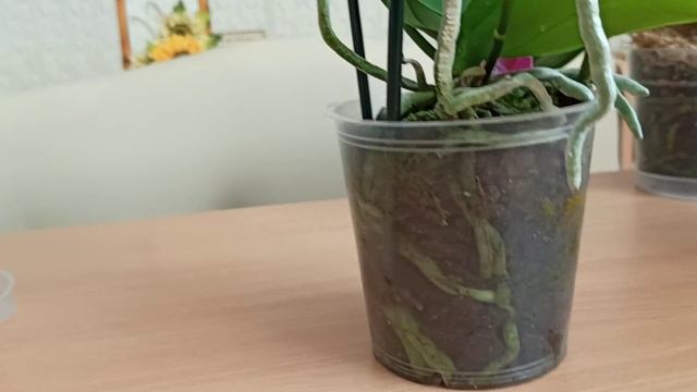 Полив орхидей ,когда и как. смотреть онлайн