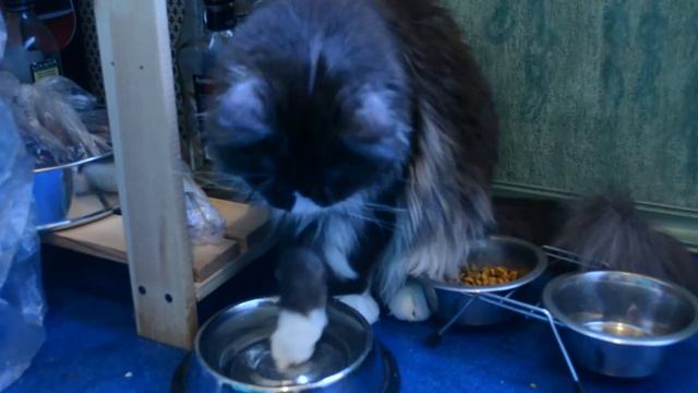 cat paw drinks (кот пьет с лапы) смотреть онлайн