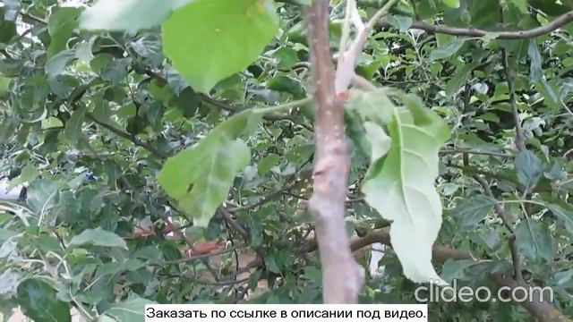 Прививочный секатор результат - результаты прививок прививочным секатором, отзывы. смотреть онлайн