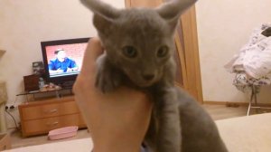 Корниш рексы (2 месяца)