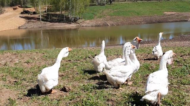 Холмогорские и тульские горбоносые гуси (комогоры) в Калуге. Май 2020г. смотреть онлайн