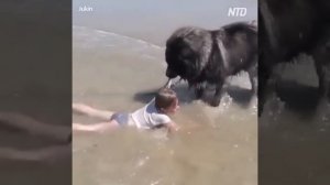 Сборник видео о доброте собачьей и помощи людям