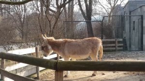 Берлинский зоопарк (Berlin zoo) Ослик