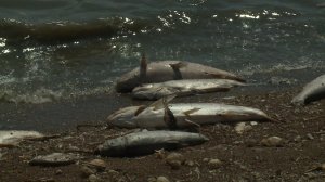 В Новомарьевском лимане погибла рыба.